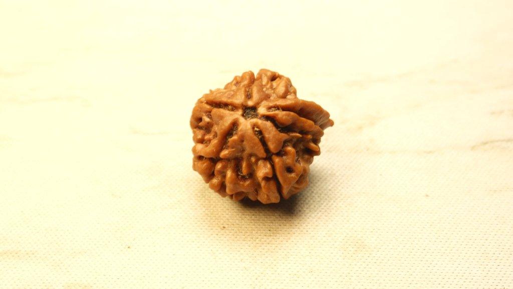 Ganesh Mukhi Original Nepali Premium Rudraksha - Medium