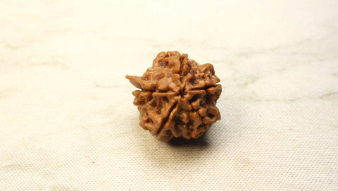 Ganesh Mukhi Original Nepali Premium Rudraksha - Medium