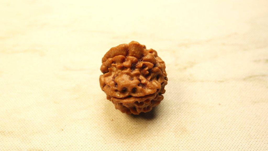 Ganesh Mukhi Original Nepali Premium Rudraksha - Medium