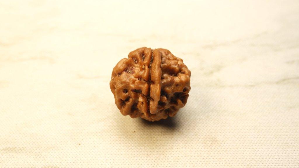 Ganesh Mukhi Original Nepali Premium Rudraksha - Medium