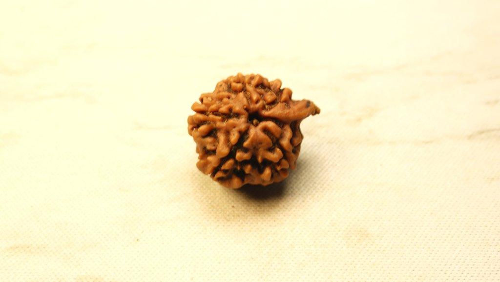 Ganesh Mukhi Original Nepali Premium Rudraksha - Regular