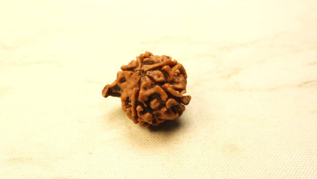 Ganesh Mukhi Original Nepali Premium Rudraksha - Regular