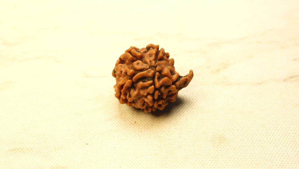 Ganesh Mukhi Original Nepali Premium Rudraksha - Regular