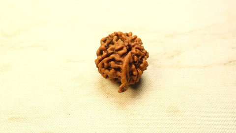 Ganesh Mukhi Original Nepali Premium Rudraksha - Regular