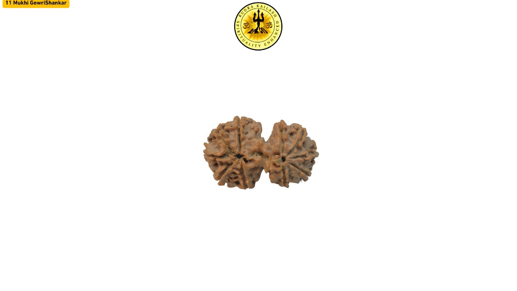 11 Mukhi Gowri Shankar 31mm Premium Nepali Rudraksha with certificate and x-ray reportb WB