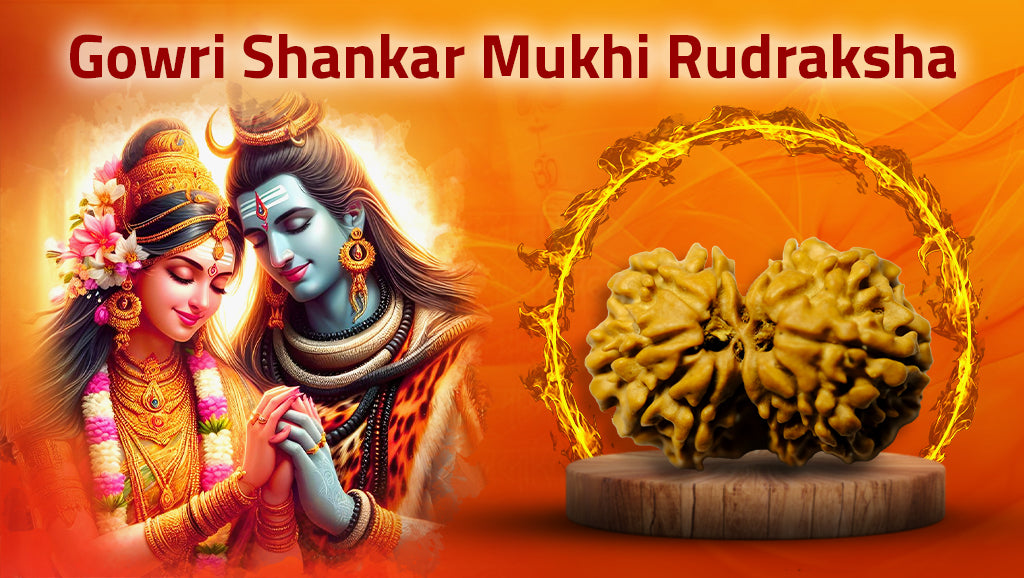 Nepali Premium Gowri Shankar Rudraksha