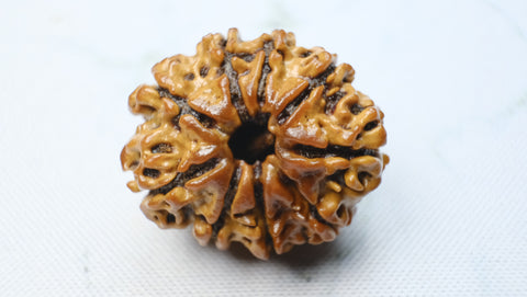 Nine Mukhi Rudraksha