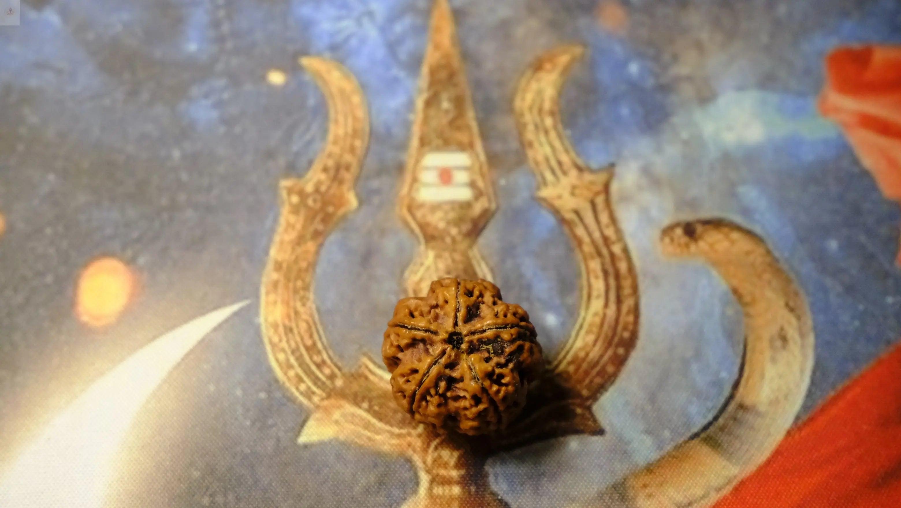 Premium Six Mukhi Rudraksh Rudra Kailash