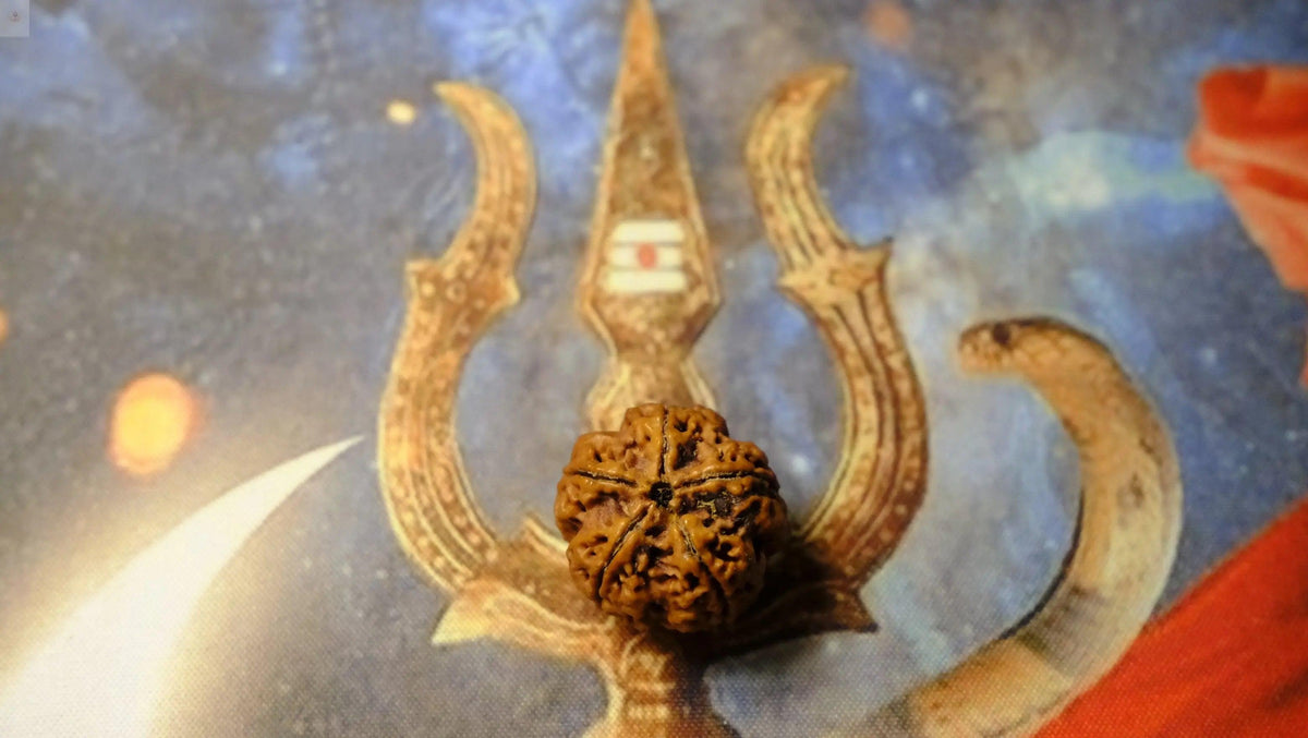 Premium Six Mukhi Rudraksh Rudra Kailash