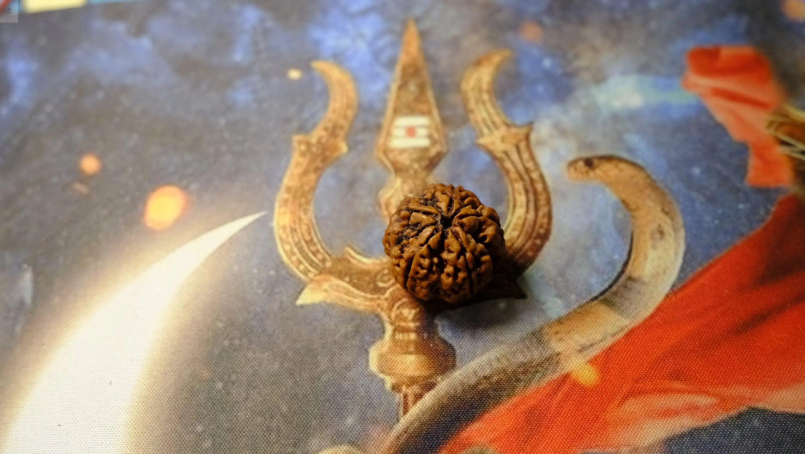 Premium Six Mukhi Rudraksh Rudra Kailash