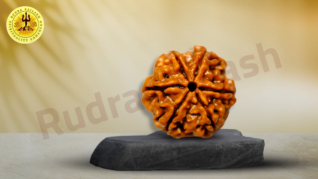 Six Mukhi Rudraksha Medium