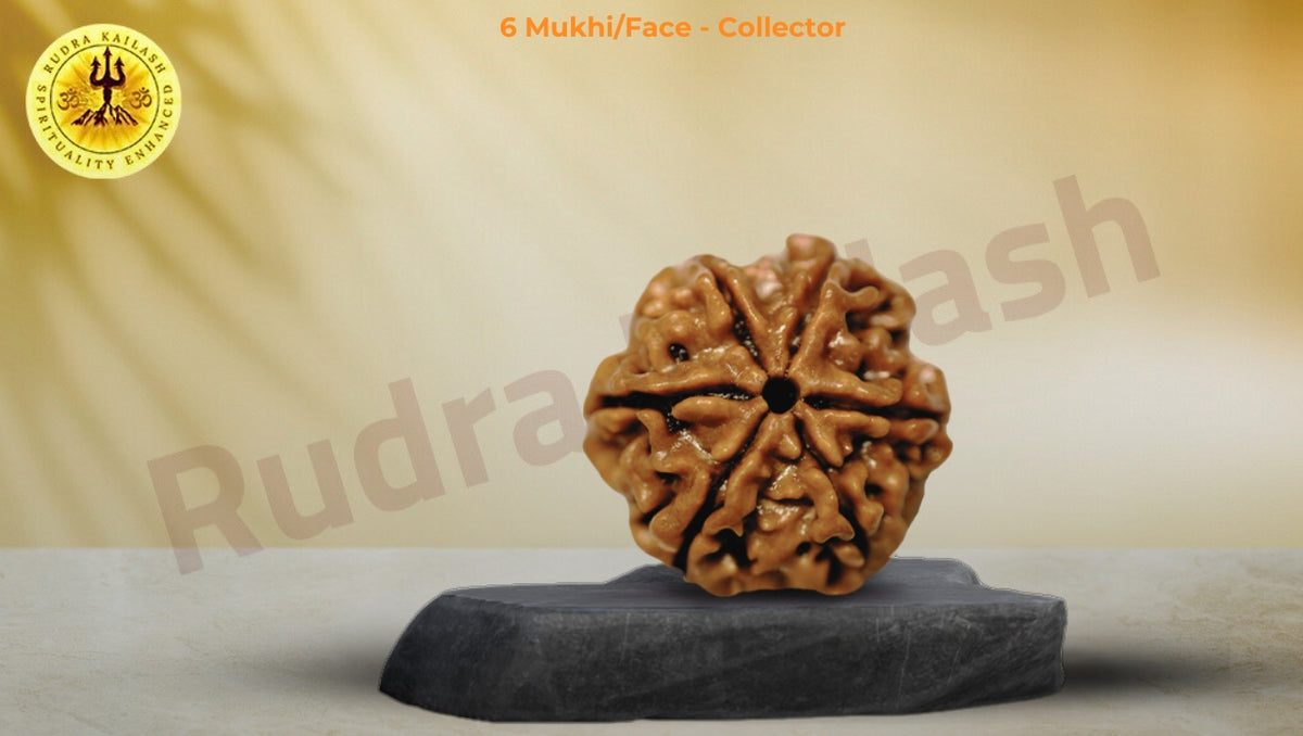 Six Mukhi Rudraksha