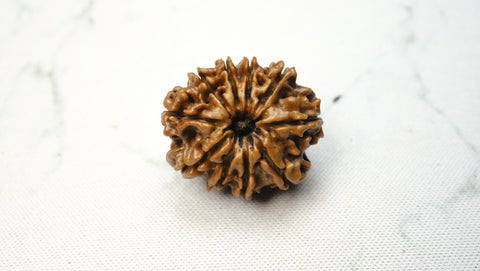 Ten Mukhi Rudraksh