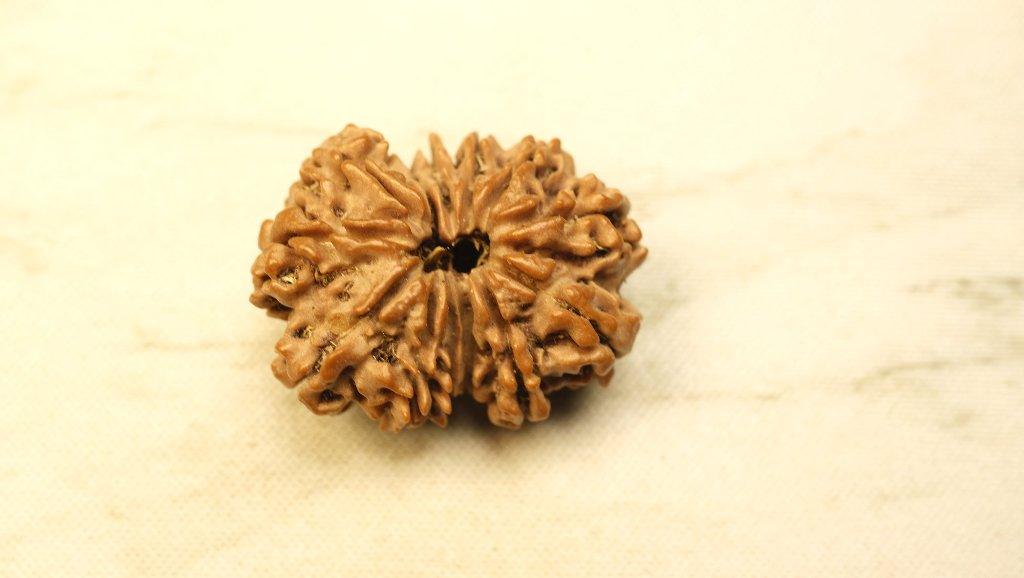 Thirteen Mukhi Original Nepali Premium Rudraksha - Collector