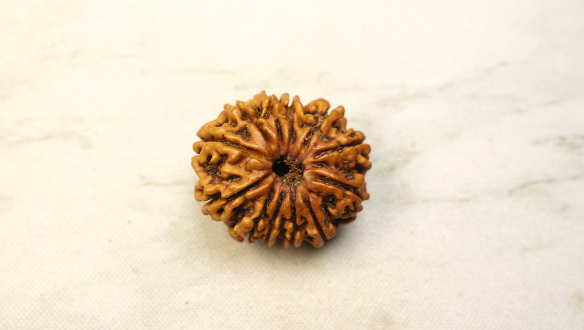 Thirteen Mukhi Rudraksh