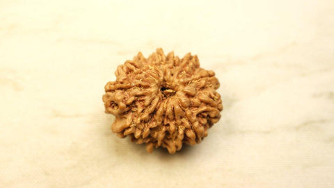 Thirteen Mukhi Original Nepali Premium Rudraksha - Regular