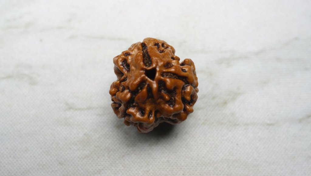 Three Mukhi Rudraksha