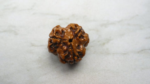 Three Mukhi Rudraksha