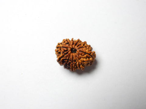 Twelve Mukhi  Rudraksha