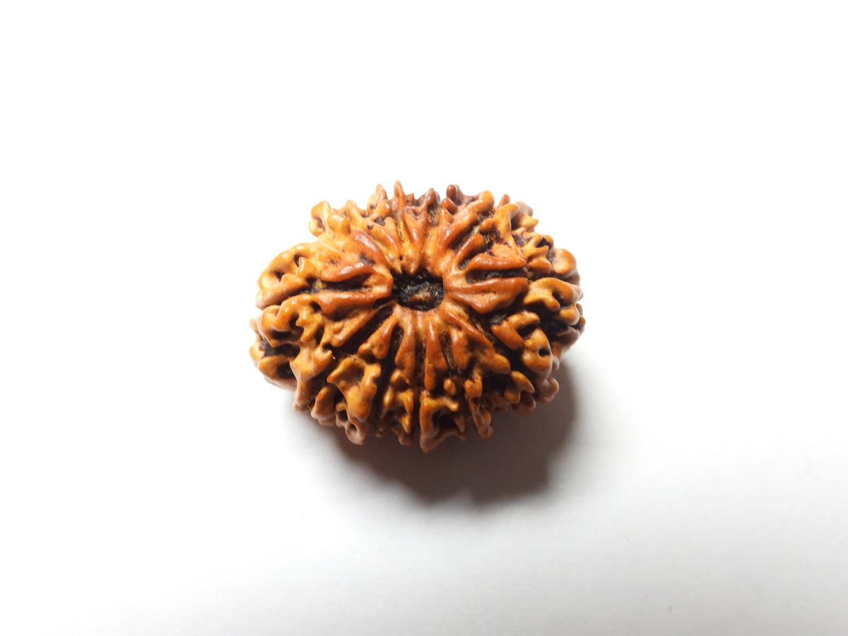 Twelve Mukhi  Rudraksha