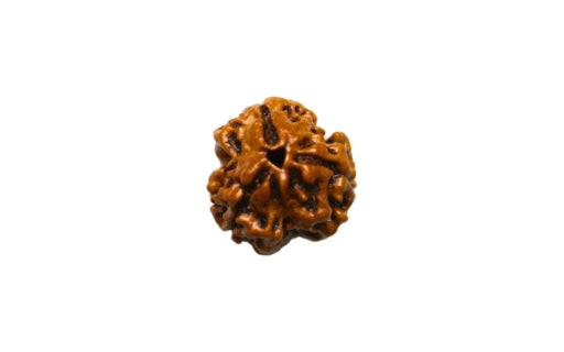 Three_Mukhi_Rudraksha4d