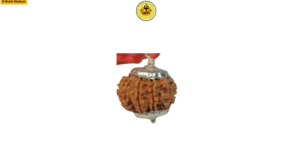 Eight Mukhi 8 Face Rudraksha - Medium I - Rudra Kailash