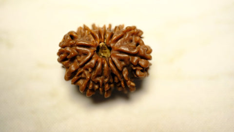 Eleven Mukhi 11 Face Rudraksha - Medium - Rudra Kailash