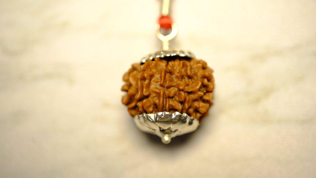 Eleven Mukhi 11 Face Rudraksha - Medium - Rudra Kailash