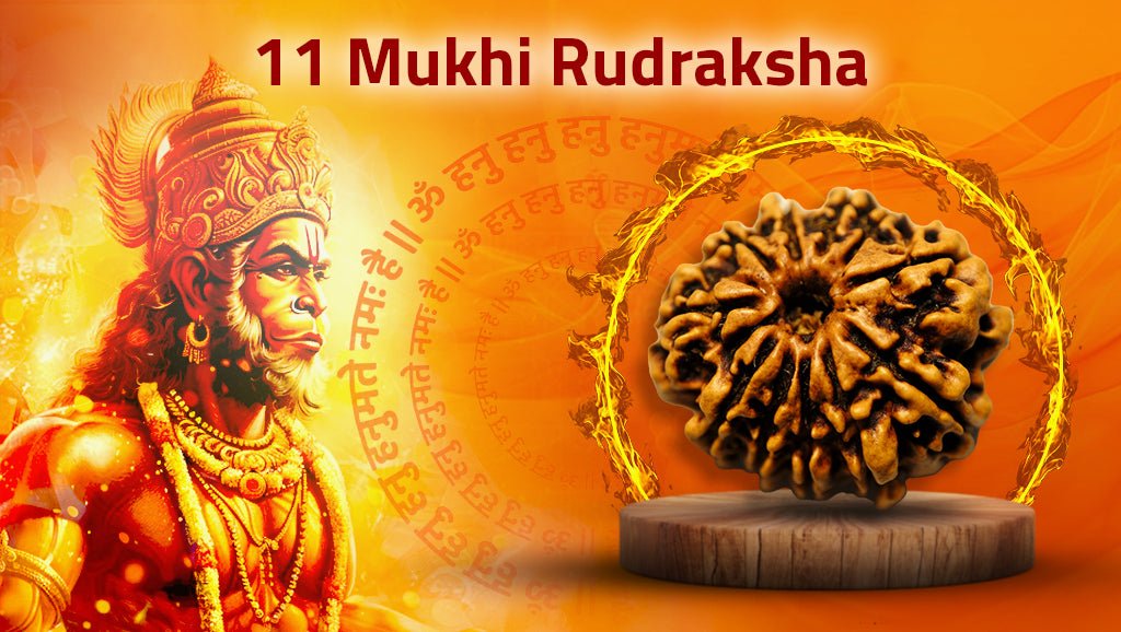 Eleven Mukhi 11 Face Rudraksha - Regular - Rudra Kailash