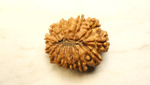 Fourteen Mukhi 14 Face Rudraksha - Collector - Rudra Kailash