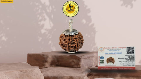 Seven Mukhi 7 Face Rudraksha - Medium - Rudra Kailash