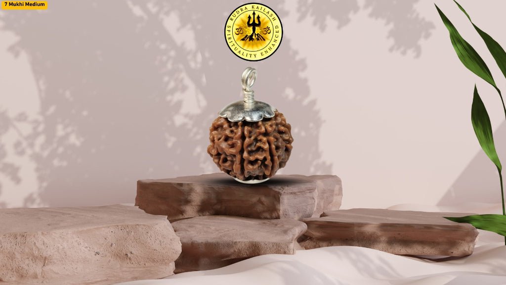 Seven Mukhi 7 Face Rudraksha - Medium - Rudra Kailash